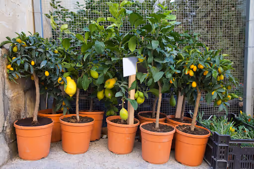 Como Cultivar Árvores Frutíferas em Vasos