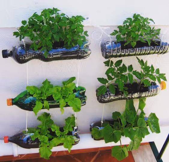 Horta Orgânica para Pequenos Espaços