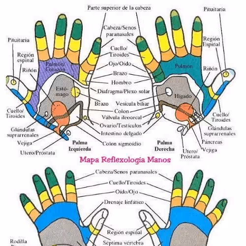 Reflexologia Palmar - Guia Completo