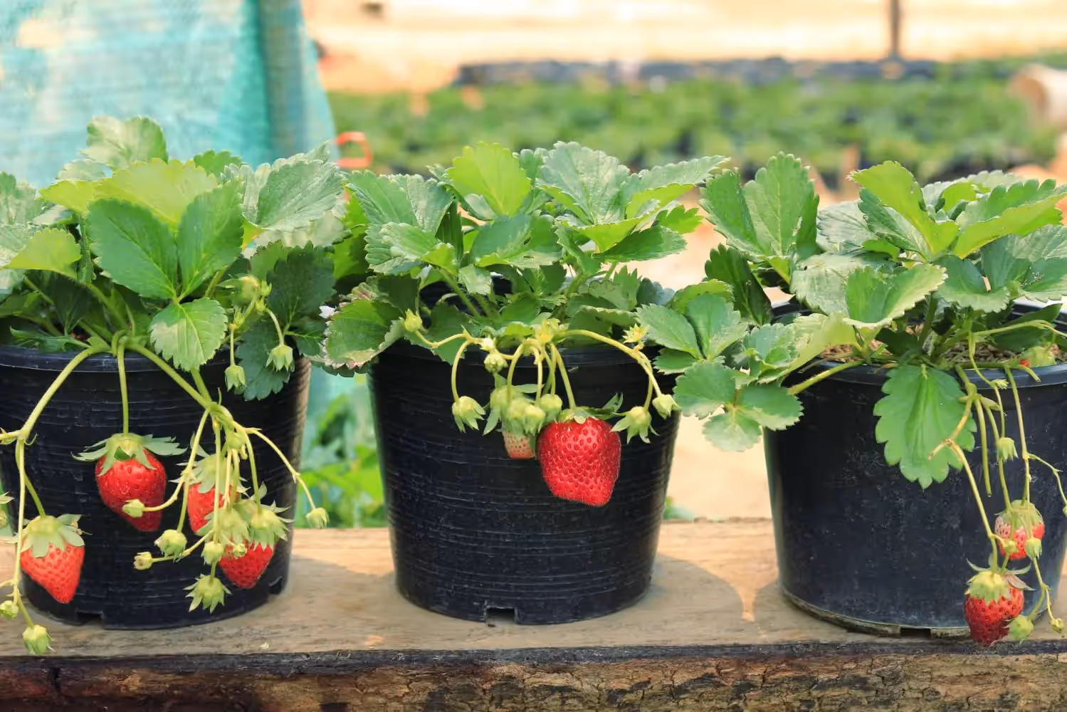 Como Cultivar Morangos
