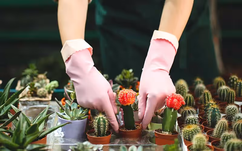 Como Cuidar de Suculentas e Cactos
